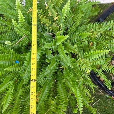 Sale Photo Thumbnail #150: Potted Boston Fern with Planter
