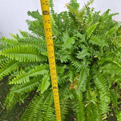 Sale Photo Thumbnail #149: Potted Boston Fern with Planter
