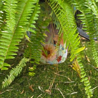 Sale Photo Thumbnail #148: Potted Boston Fern with Planter
