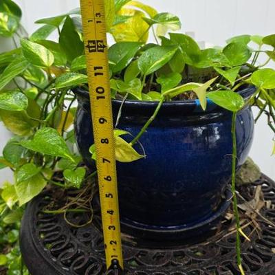Sale Photo Thumbnail #151: Blue Ceramic Planter with Plant
