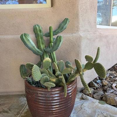 Three Cacti in One Pot