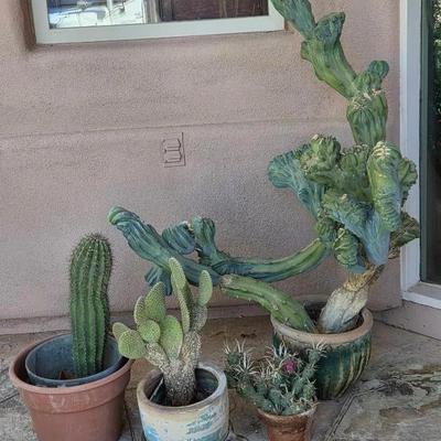 Crested Cactus & More