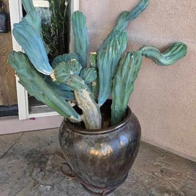 Crested Cactus Alone