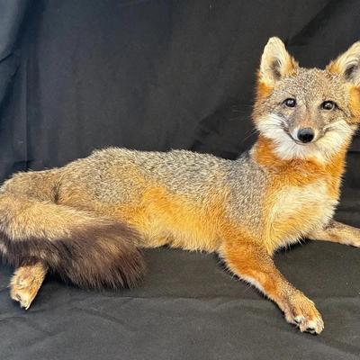 Detailed Taxidermy Grey Fox