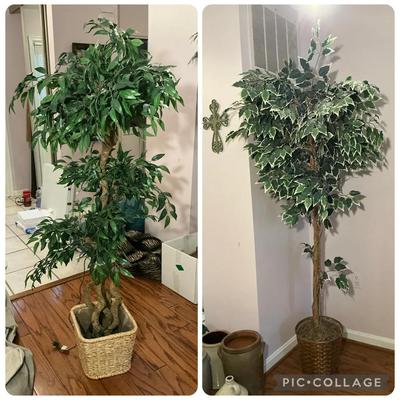 Tall Artificial Ficus Trees 6'8" & 5'