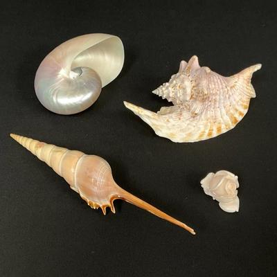 Sea Shells and Carved Light Pink Rose Cabochon Coral