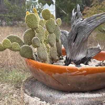 Round, wide planter with cactus 