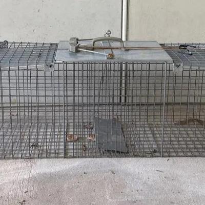 Animal trap 