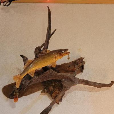 Sale Photo Thumbnail #111: Walleye Mount
