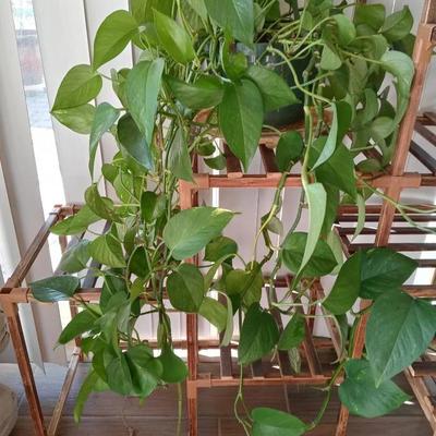 Real Pothos Potted Plant