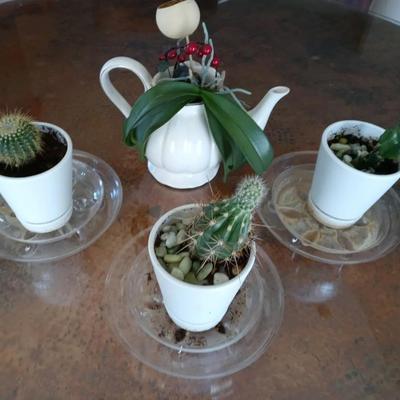 Small Cacti, Orchid & Thanksgiving Cactus all in White Ceramic Pots