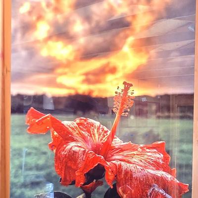 Large Photo of Red Hibiscus on Masonite