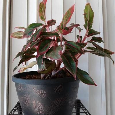 Real Red Siam Houseplant