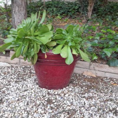 Sale Photo Thumbnail #40: $20