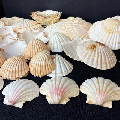 Collection Of Scallop Shells