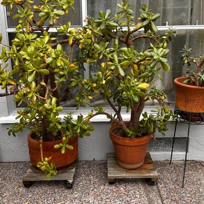 Sale Photo Thumbnail #487