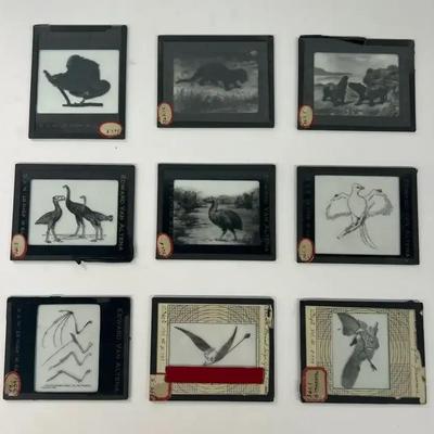 Vintage Glass Slides W/ Frames (9) Animals