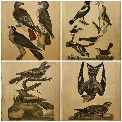 1829 Hand Colored Engraved Plates from American Ornithology by Alexander Wilson 