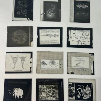 Vintage Glass Slides Unframed (12) Animal Diagrams