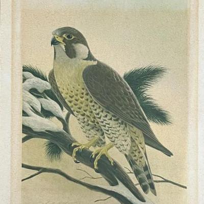 Signed and Numbered John Ruthven Print “Peregrine Falcon”