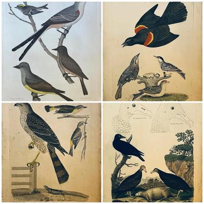 1829 Hand Colored Engraved Plates from American Ornithology by Alexander Wilson