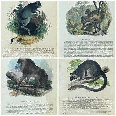 1840s-1860s Natural History Chromolithographic Plates from Clay and Truscott