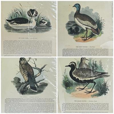 1840s-1860s Natural History Chromolithograph Plates from B. Clay