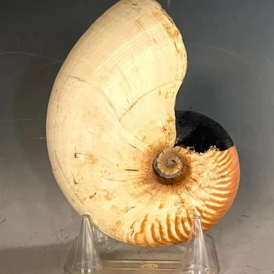 Nautilus Shell Specimen 