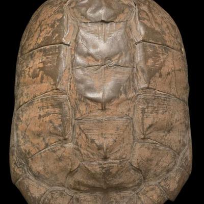 Sale Photo Thumbnail #30: Snapping Turtle Shell
