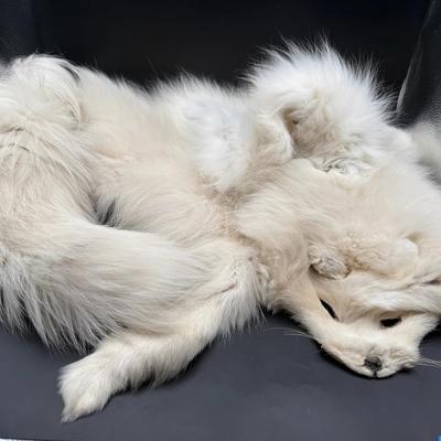 Arctic Fox Pelt