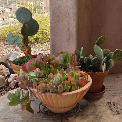 Kalanchoe & Cacti