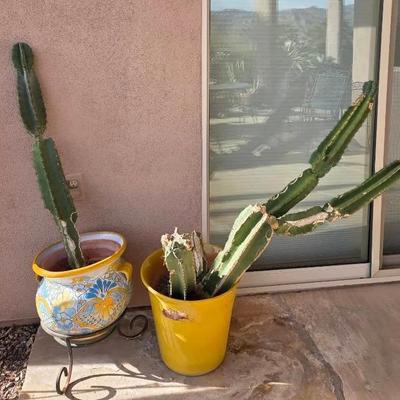 Tall Cacti in Yellow Pots