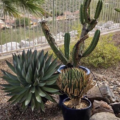 Blue Pots with Big Plants 