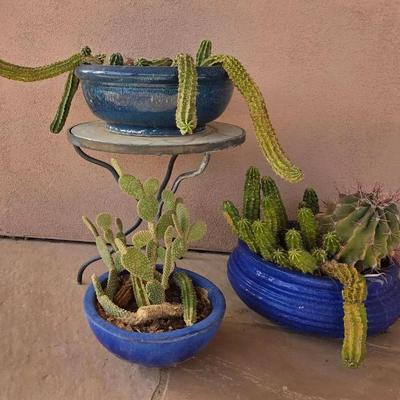 Blue Pots with Cacti 