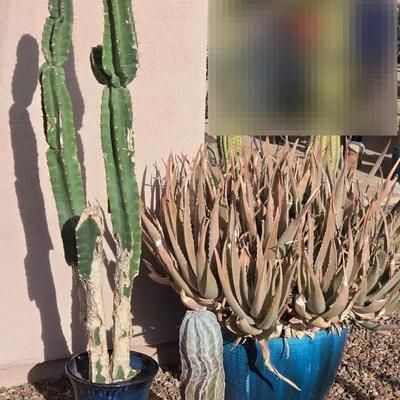 Teal Pots With Plants