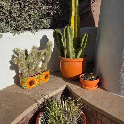 Orange Pots with Plants