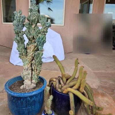 Big Blue & Tiny Talavera Too