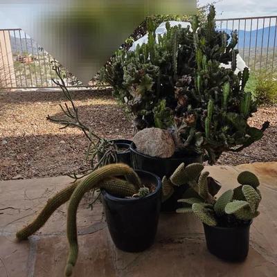 Four Black Pots with Cacti