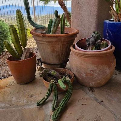 Four Terra Cotta Pots with Cacti