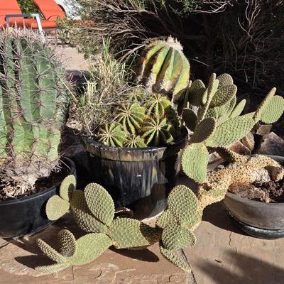 Black Pots with Plants