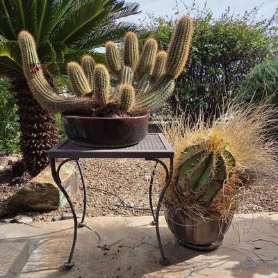 Brown Pots & Cacti 