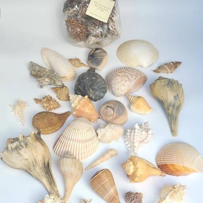 Collectible Seashells, And Pottery Barn Bag Of 9 Tiger Cowries