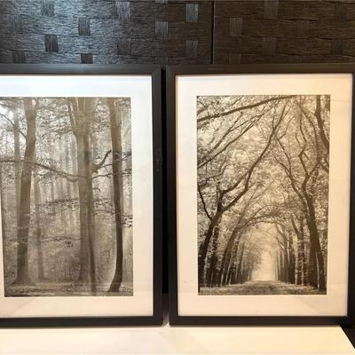 B&W Prints of Forest Scenes, Framed