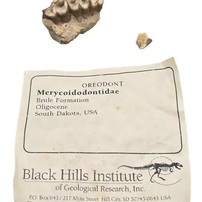 Oreodont Fossil Teeth