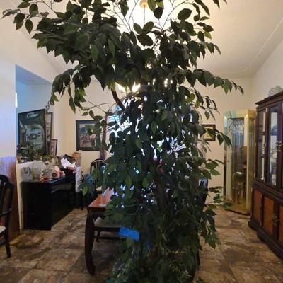 7 1/2 Ft And Door Plant