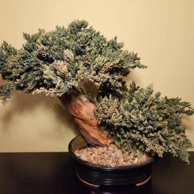 Preserved Bonsai Tree (16 x 19) (B111)