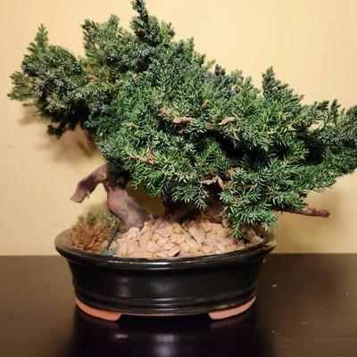 Preserved Bonsai Tree (15 x 13) (B109)