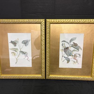 (18.5"x22.5") Two Gold-Toned Framed Frog Illustrations 