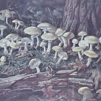 Sale Photo Thumbnail #31