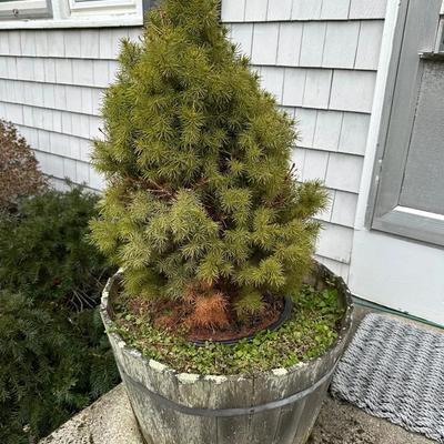 Set of 7 Vintage Rustic Oak Whiskey Barrel Planters – Includes Established Dwarf Conifers